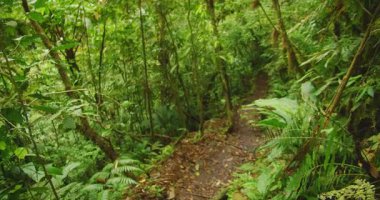 Kosta Rika yağmur ormanları yaz yürüyüşünde yoğun tropikal bitki örtüsünün içinden geçiyor..