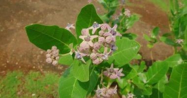 Bali 'de tropikal iklimde yemyeşil yapraklar açan mor çiçek..