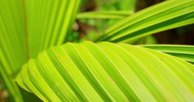 Genç palmiye ağacının yeşil yapraklarını kapatın..