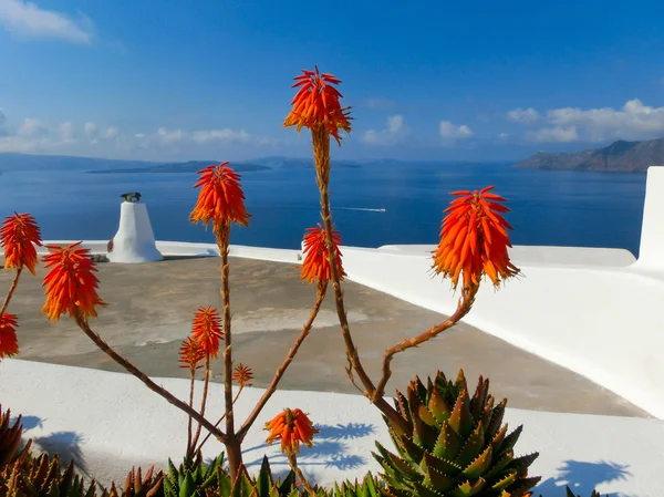 Santorini Sukkulenten Blumen, Meer und Himmel — Stockfoto