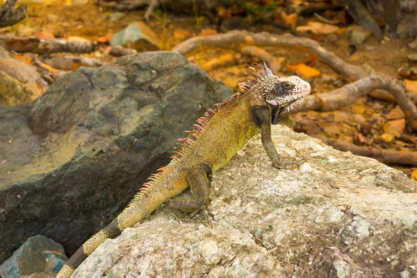 Γιγαντιαίο πράσινο iguana στο πέτρινο γκρο πλαν — Φωτογραφία Αρχείου