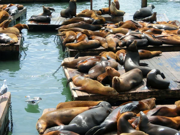 Leones marinos en Pier 39, San Francisco, EE.UU. — Foto de Stock