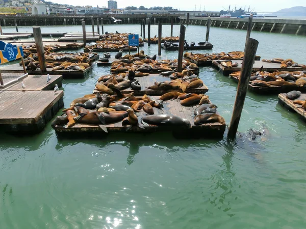 Leones marinos en Pier 39, San Francisco, EE.UU. — Foto de Stock