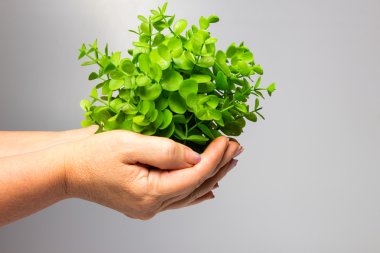 Yeni yeşil Filiz tutan kadın el