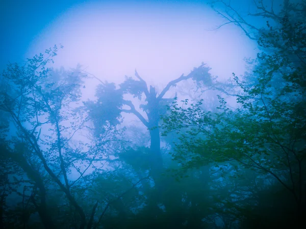 Таинственный Голубой Лес Тумане Стиле Хэллоуина — стоковое фото