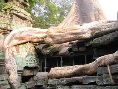 Ta Prohm Tapınağı, Angkor Kamboçya'daki resmi