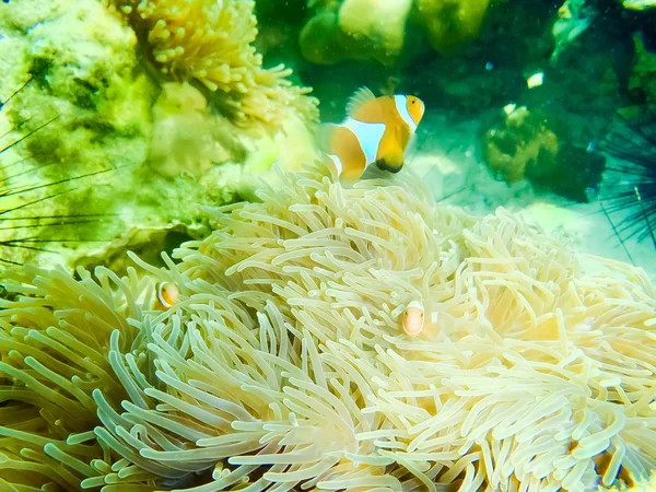 ピエロのカクレクマノミ、クマノミ percula、アネモネ ホームの触手の中で水泳. — ストック写真