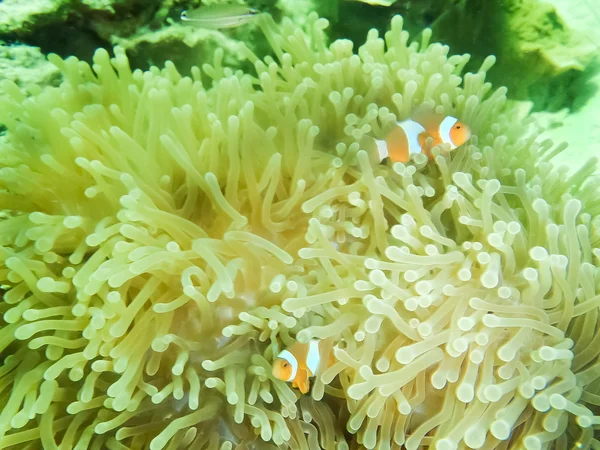 Clown-Anemonenfisch, Amphiprion percula, schwimmt zwischen den Tentakeln seiner Anemonenheimat. — Stockfoto