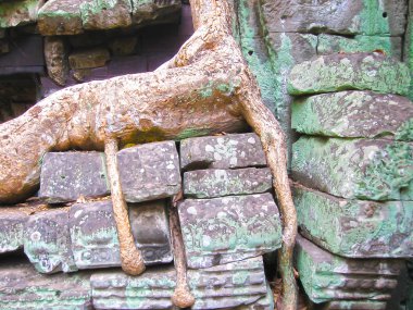 Ta Prohm Tapınağı, Angkor Kamboçya'daki resmi