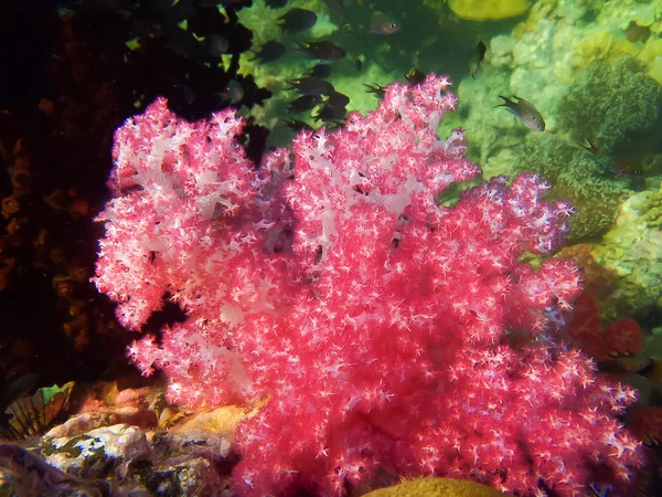Das farbenfrohe rote Korallenriff mit Meer in tropischer Unterwasserwelt. — Stockfoto