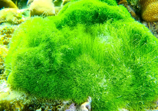 El arrecife de coral verde con el mar en tropical, bajo el agua . — Foto de Stock