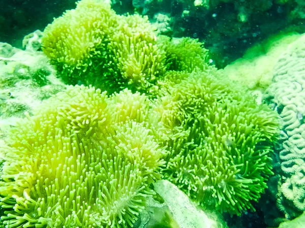 Das grüne Korallenriff mit Meer in tropischer Unterwasserwelt. — Stockfoto