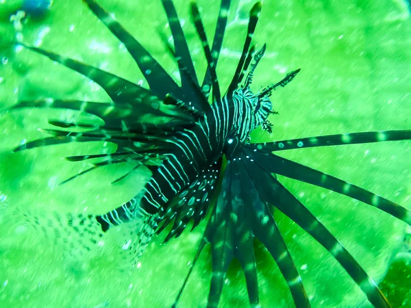 I pesci leone o Pterois volitans pesci d'acquario — Foto Stock