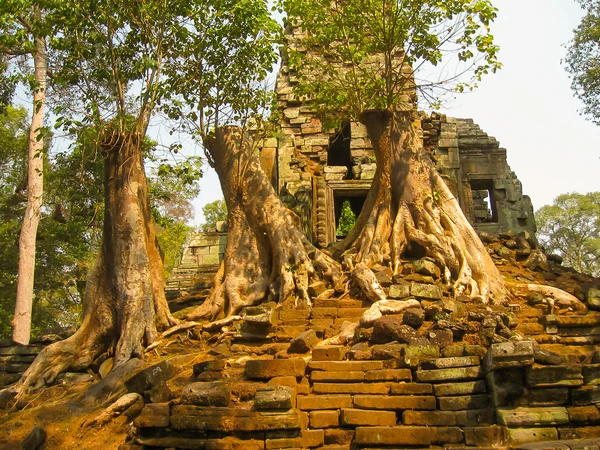 Ağaçların Eski Tapınağın Resmi Angkor Kamboçya — Stok fotoğraf