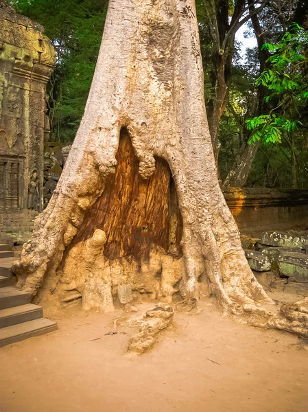 木と寺院、カンボジア ・ アンコールの写真 — ストック写真