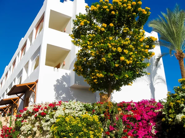 Beauty pink bougainvillea and white building of hotel in Sharm el Sheikh, Egypt