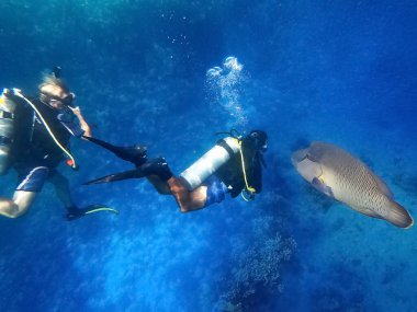 Kızıl Deniz Anemonbalığı ve Dalgıçlar, Napolyon Balığı