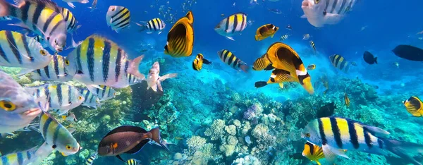 Pesci Tropicali Colorati Subacquei Alla Barriera Corallina Del Mar Rosso — Foto Stock