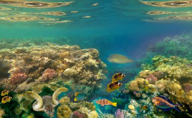 Su altı dünyası. Kızıl Deniz 'in mercan balıkları. Mısır. Napolyon Balığı