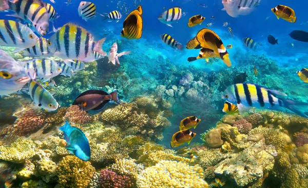 Підводні Тропічні Риби Коралових Рифах Червоного Моря — стокове фото