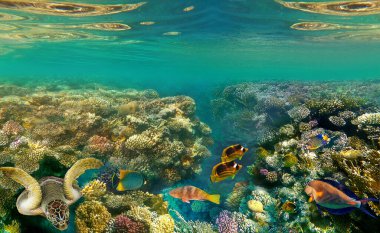 Kızıldeniz 'deki mercan resiflerinde sualtı renkli tropikal balıklar.