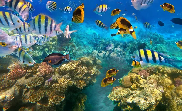 Підводні Тропічні Риби Коралових Рифах Червоного Моря — стокове фото