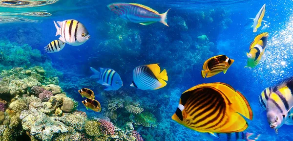 Κάτω Από Τον Κόσμο Κοράλλια Ψάρια Της Ερυθράς Θάλασσας Αίγυπτος — Φωτογραφία Αρχείου