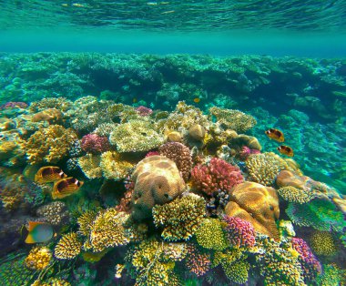 Su altı dünyası. Kızıl Deniz 'in mercan balıkları. Mısır