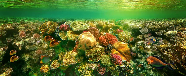 Arrecife Coral Peces Tropicales Buceadores Mar Rojo —  Fotos de Stock
