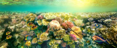 Kızıl Deniz 'de Mercan Kayalıkları, Tropikal Balıklar ve Dalgıçlar