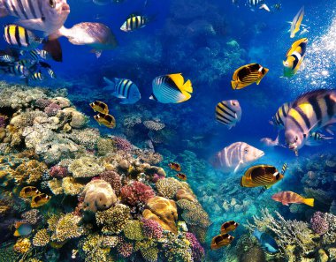 Su altı dünyası. Kızıl Deniz 'in mercan balıkları. Mısır