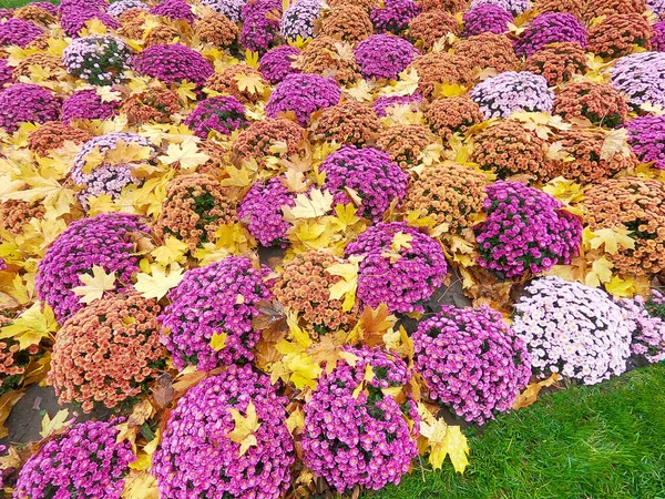 Una Foglia Acero Giallo Caduto Sdraiato Arancio Chrysanthemum Morifolium Con — Foto Stock