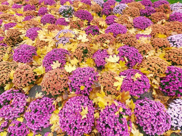 Ein Gefallenes Gelbes Ahornblatt Liegt Auf Orangefarbenem Chrysanthemum Morifolium Mit — Stockfoto