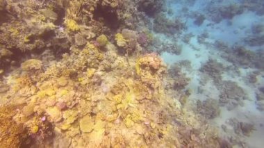 Mercan resiflerinde sualtı renkli tropikal balıklar