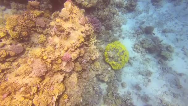 Peces Tropicales Submarinos Colores Los Arrecifes Coral — Vídeo de stock