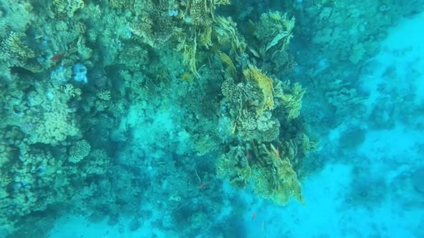 Peces Tropicales Submarinos Colores Los Arrecifes Coral — Vídeo de stock