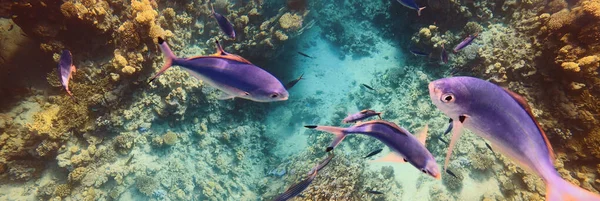 Peces Tropicales Submarinos Colores Arrecife Coral Mar Rojo Agua Azul — Foto de Stock