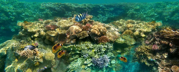 Mundo Submarino Peces Coral Del Mar Rojo Egipto —  Fotos de Stock