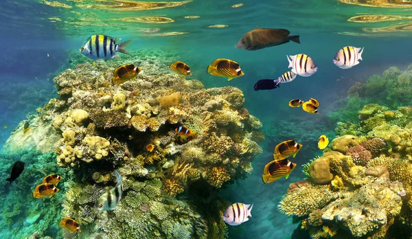 Peces Tropicales Submarinos Colores Arrecife Coral Mar Rojo Agua Azul —  Fotos de Stock