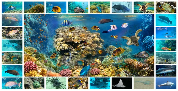 Sualtı Görüntülerinin Kolajı Tropikal Balık Koleksiyonu Mercan Balığından Katalog Picasso — Stok fotoğraf