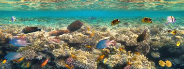 Kızıldeniz 'deki mercan kayalıklarında sualtı renkli tropikal balıklar - mavi heek kelebekbalığı, soluk küçük hanım, sergre, desjardin yelkenli tangfish veya Zebrasoma desjardinii