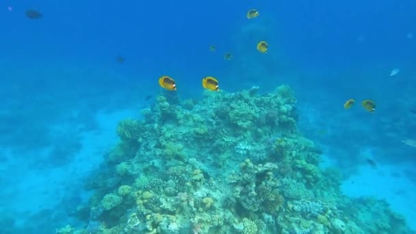 Підводні Барвисті Тропічні Риби Кораловому Рифі — стокове відео