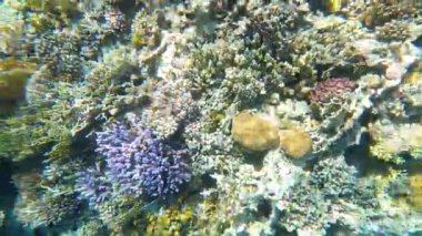 Mercan resiflerinde sualtı renkli tropikal balıklar