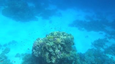 Mercan resiflerinde sualtı renkli tropikal balıklar