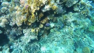 Mercan resiflerinde sualtı renkli tropikal balıklar