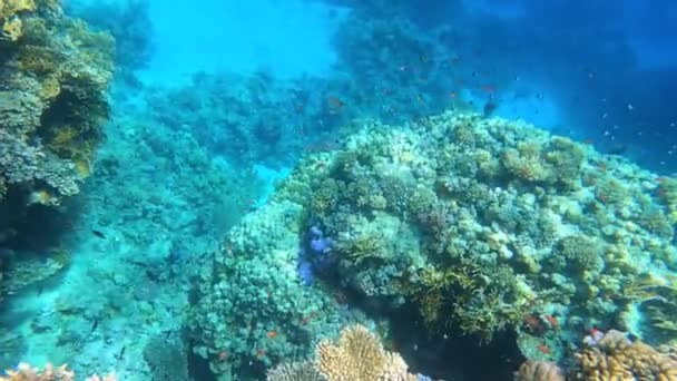 珊瑚礁的海底五彩斑斓的热带鱼 — 图库视频影像
