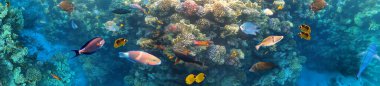 Kızıldeniz 'deki mercan kayalıklarında sualtı renkli tropikal balıklar - mavi heek kelebekbalığı, soluk küçük hanım, sergre, desjardin yelkenli tangfish veya Zebrasoma desjardinii