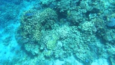 Mercan resiflerinde sualtı renkli tropikal balıklar