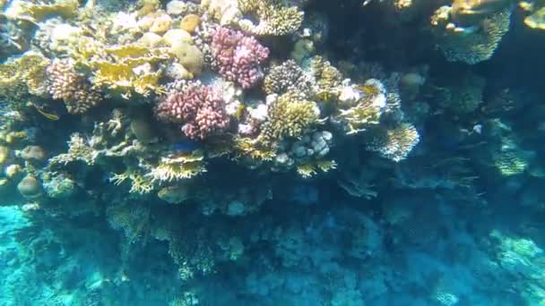 珊瑚礁的海底五彩斑斓的热带鱼 — 图库视频影像
