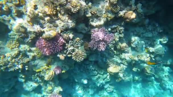 Pesci Tropicali Colorati Subacquei Alla Barriera Corallina — Video Stock